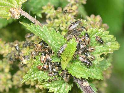 Heterogaster urticae [Famille : Lygaeidae]