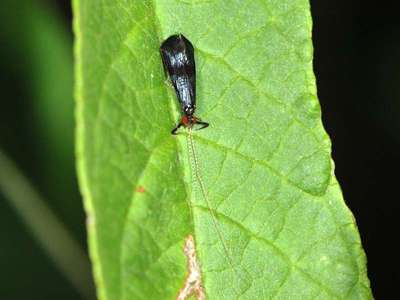 Mystacides nigra [Famille : Leptoceridae]