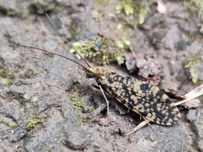 Philopotamus montanus [Famille : Philopotamidae]