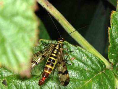 Panorpa communis [Famille : Panorpidae]