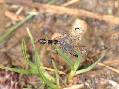 Raphidia species [Famille : Raphidiidae]