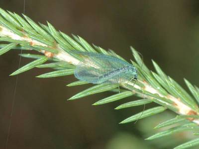 Chrysopa perla [Famille : Chrysopidae]