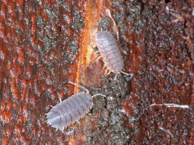 Porcellio scaber [Famille : Porcellionidae]