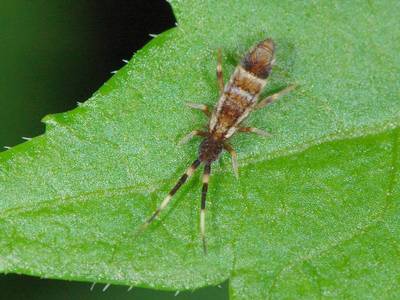 Orchesella flavescens var melanocephala [Famille : Orchesellinae]