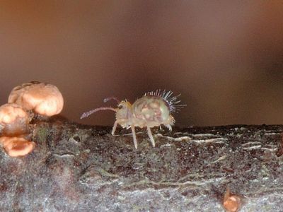 Dicyrtomina ornata [Famille : Dicyrtomidae]