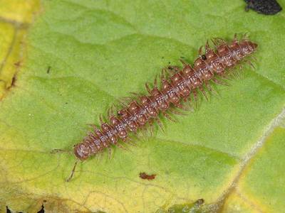 Polydesmus angustus [Famille : Polydesmidae]