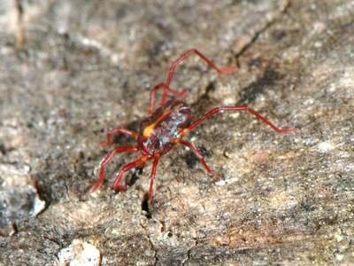 Erythraeus phalangioides [Famille : Erythraeidae]