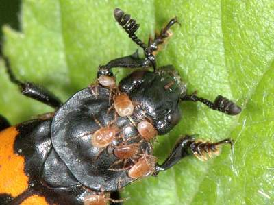 Poecilochirus species [Famille : Parasitidae]