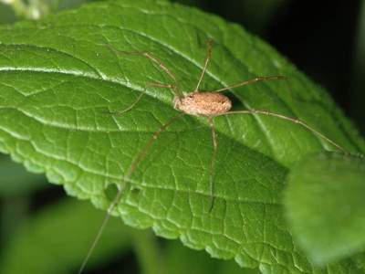 Opilio species [Famille : Phalangiidae]