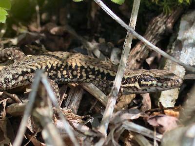 Podarcis muralis [Famille : Lacertides]