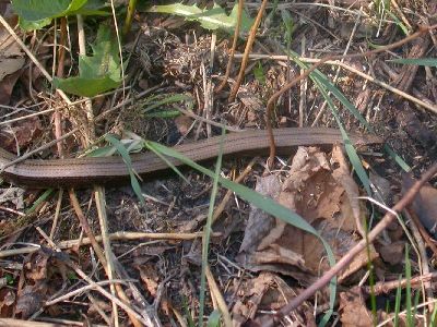 Anguis fragilis [Famille : Anguides]