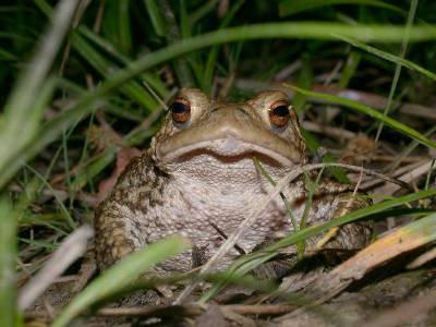 Bufo bufo [Famille : Bufonides]