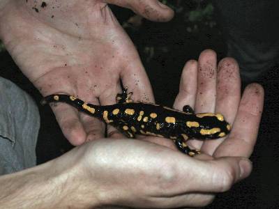 Salamandra salamandra [Famille : Salamandrides]